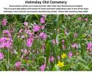 Image: Helmsley Old Cemetery May 2024 - flowers