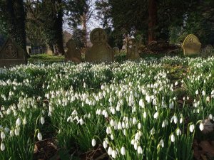 Snowdrops in Old Cemetery Helmsley