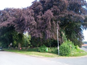 Cemetery Beech Trees after crown lifting 2023