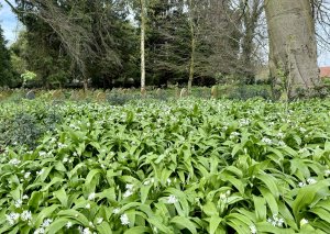 Garlic in spring 2024, Old Cemetery